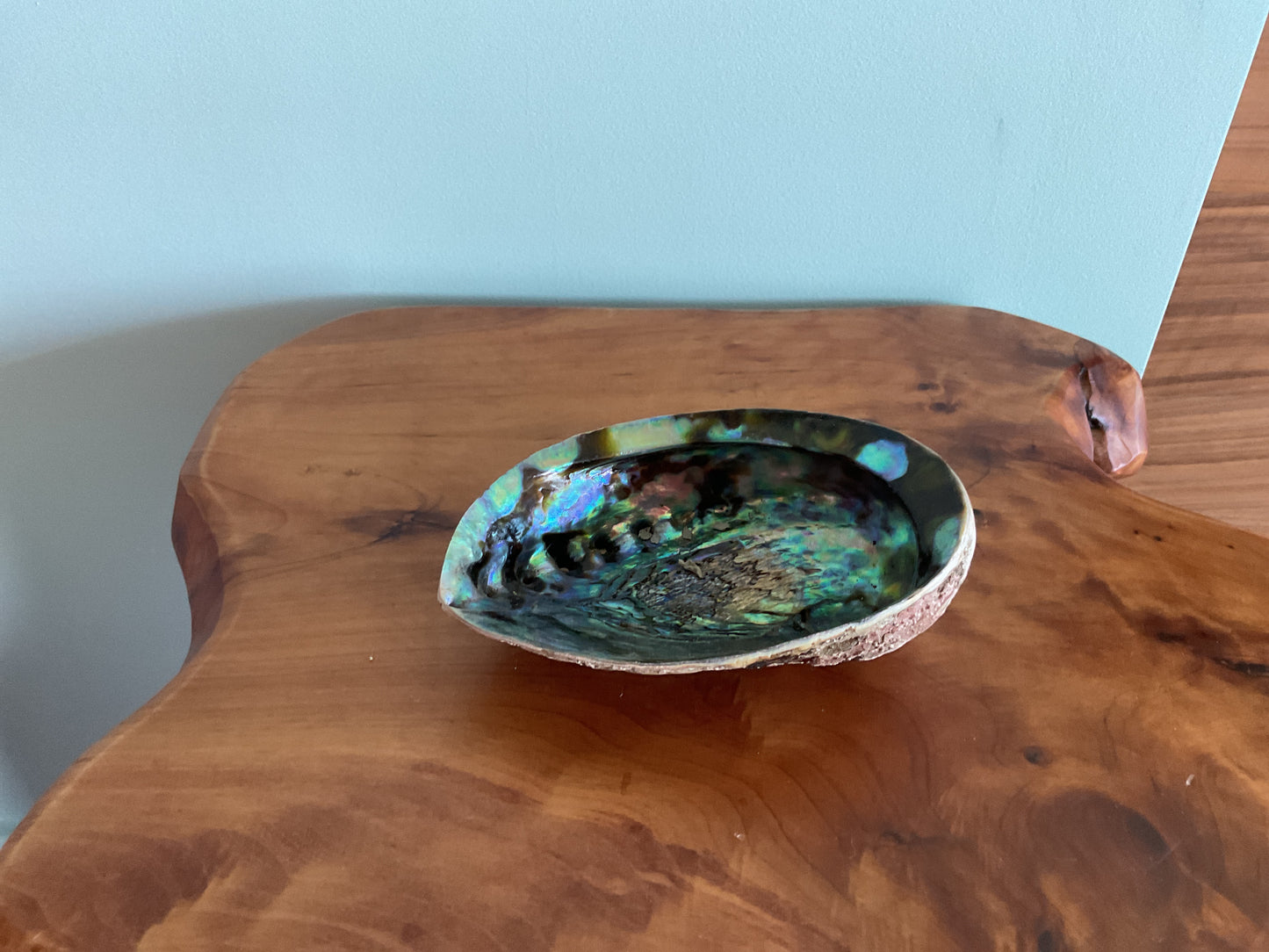 Abalone Shell