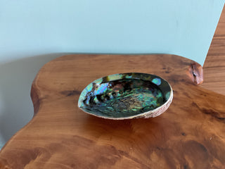 Abalone Shell